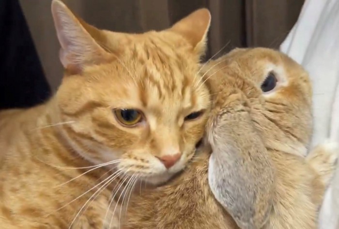 うさぎに顔を寄せる猫
