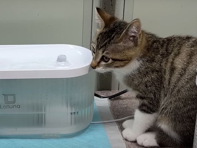 水を飲む子猫