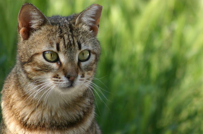 目やにを出す猫