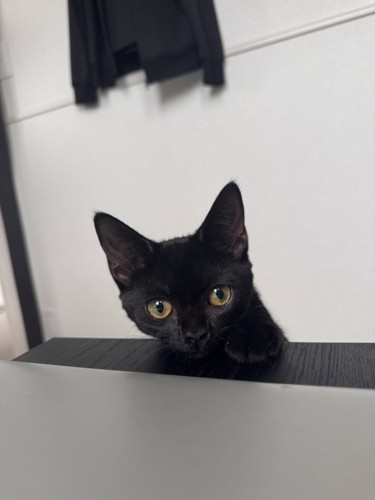 黒猫の子猫が正面を見ている様子