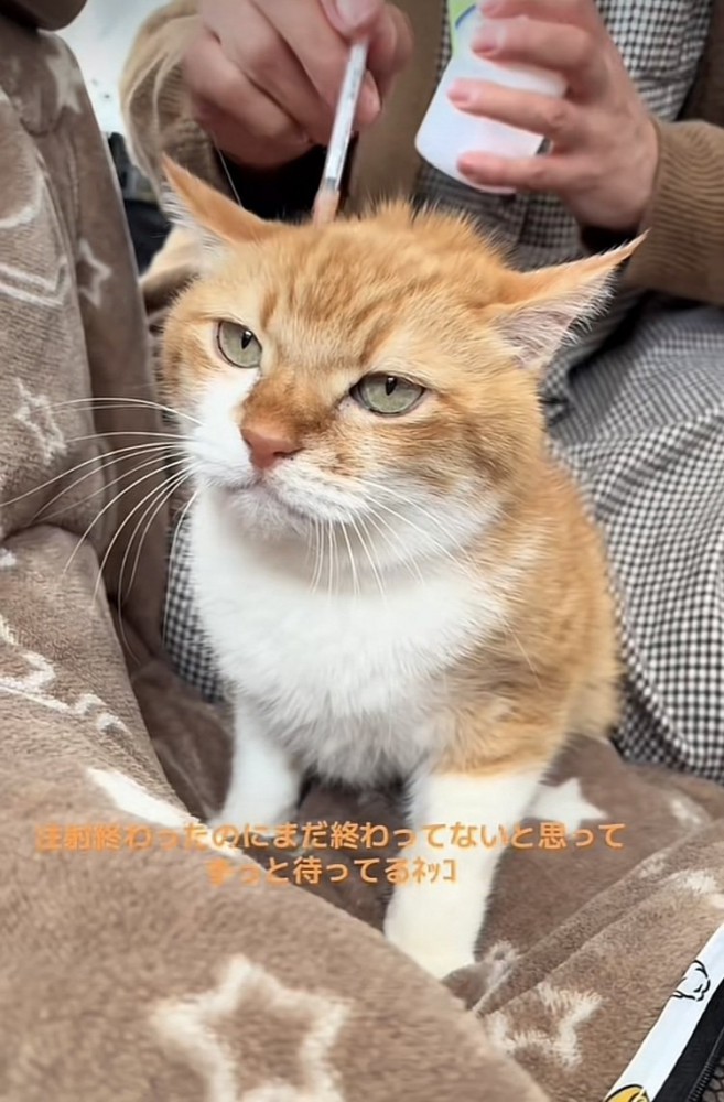 注射を待つ茶トラ猫