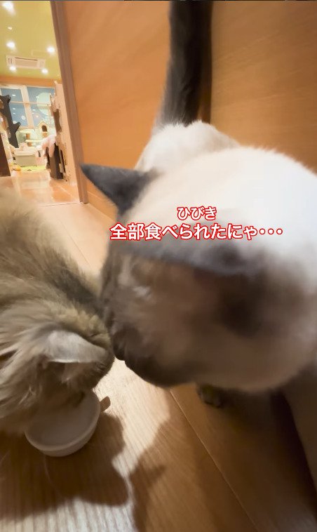 チュールを全部食べ切ってしまう猫