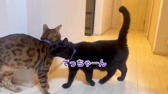 ベンガルにスリスリする黒猫