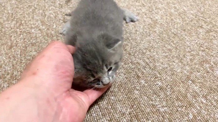 なでられている子猫