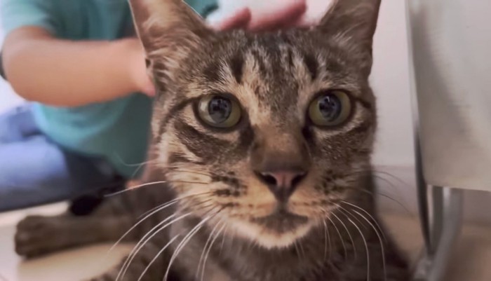 猫を囲む家族みんなの優しい雰囲気