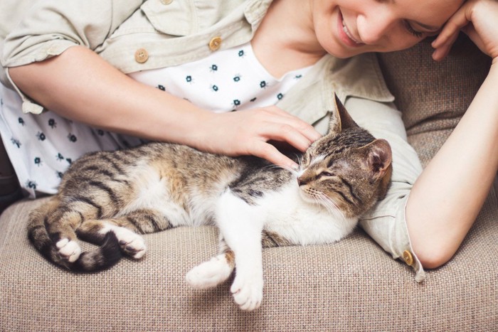 背中を女性に撫でられる猫