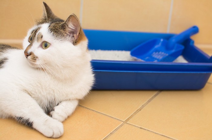 猫用トイレのそばでくつろぐ猫