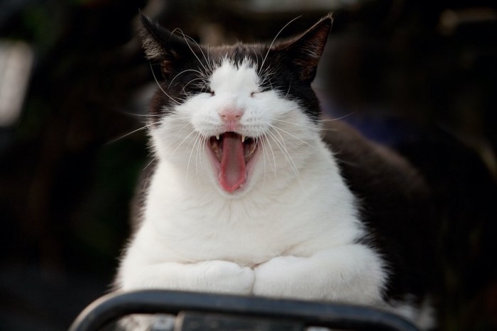 目を閉じて口を大きく開けている猫