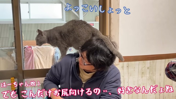 人の頭におしりを乗せる猫