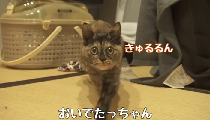 おいで
