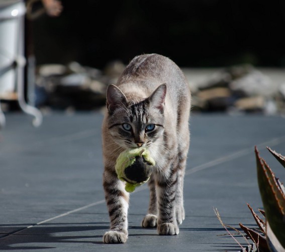 ボールを咥えて歩く猫