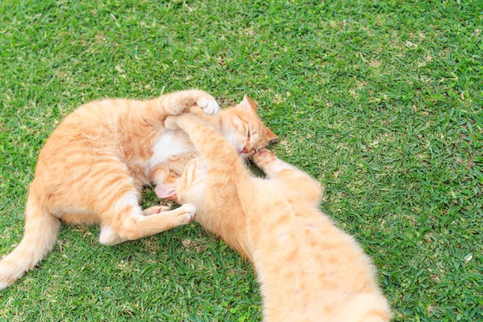 芝生でじゃれ合う2匹の猫