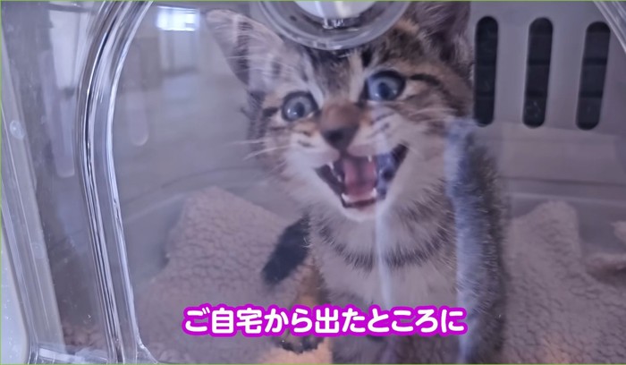 口を開ける子猫（ご自宅から出たところに）