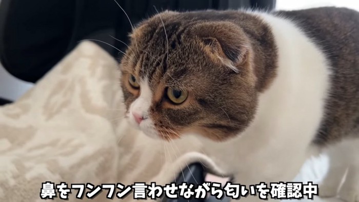 折れ耳猫の横顔