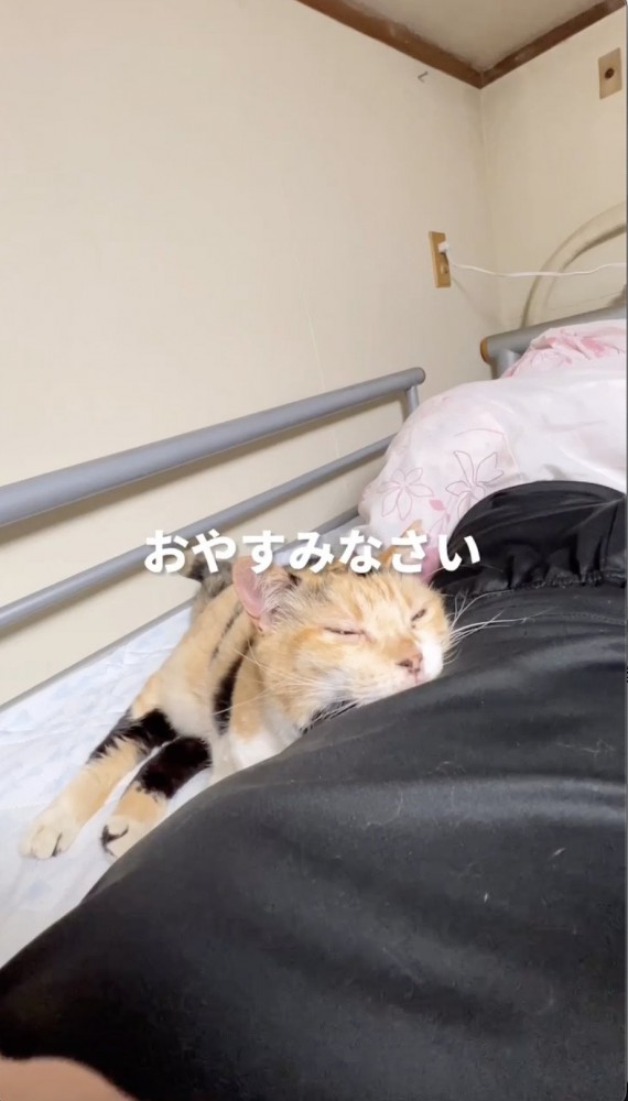 眠り始める猫