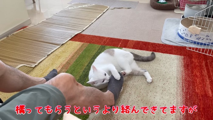 人の足にじゃれる猫