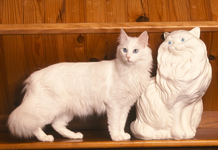 猫の像の横に立っているターキッシュアンゴラ
