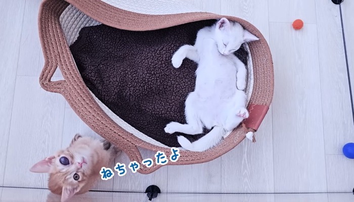 ねちゃったよ