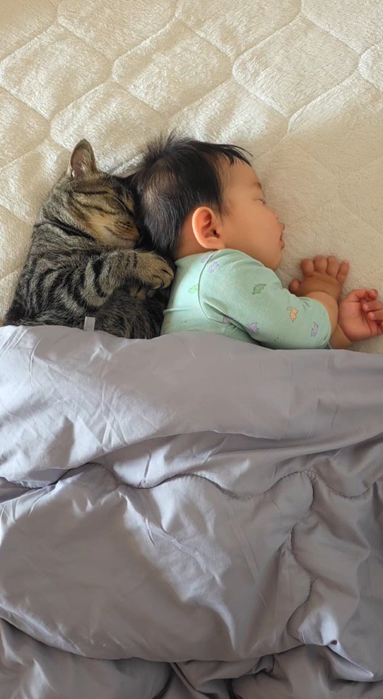 並んで眠っている猫と赤ちゃん