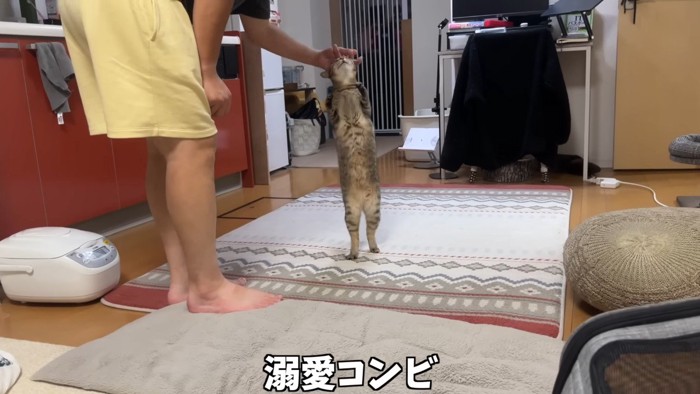 溺愛コンビ