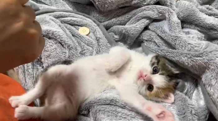 毛布の上で寝転がる子猫