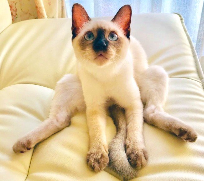 座っている子猫