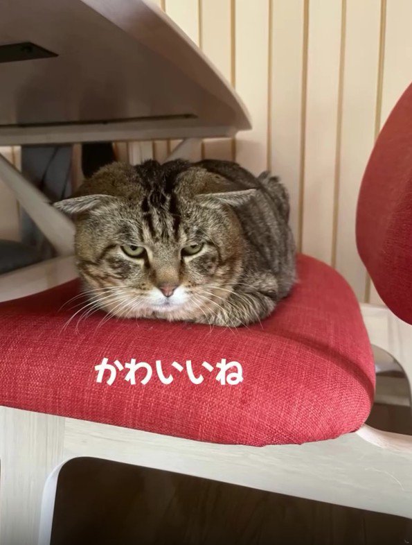 椅子の上の猫