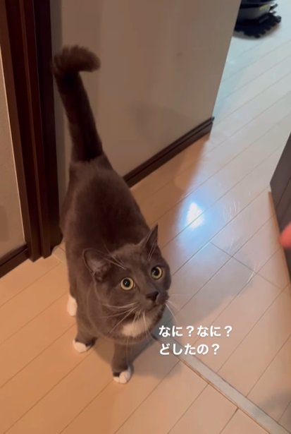 こちらを見上げる猫