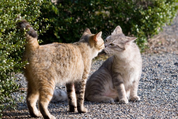 挨拶を交わす猫