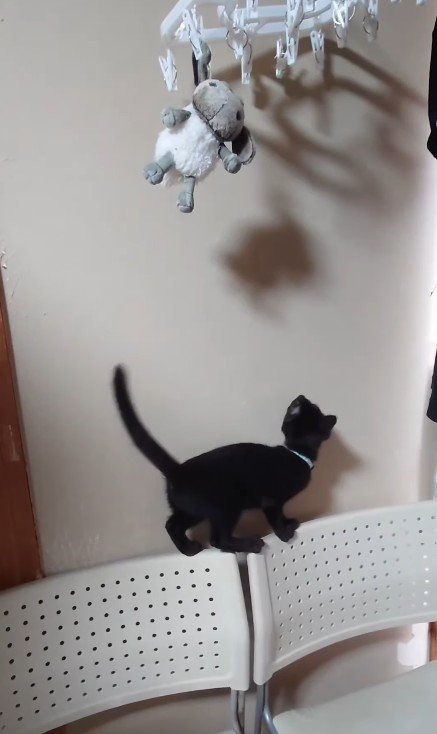 ぬいぐるみを見上げる子猫