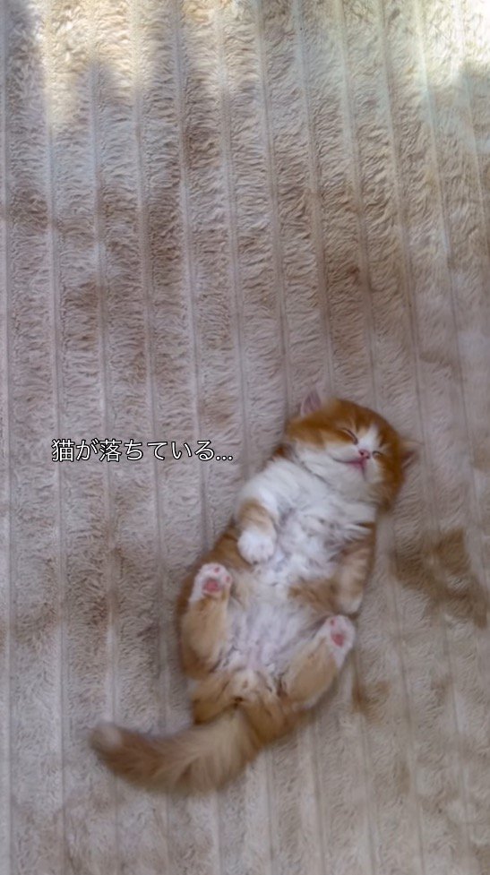 仰向けになって昼寝をする子猫