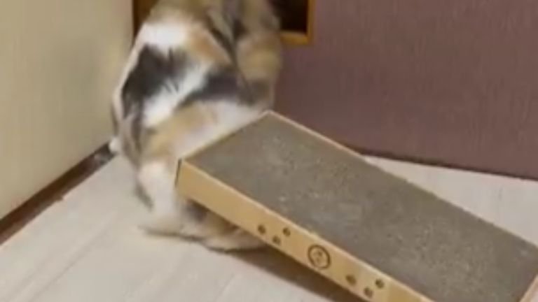 爪とぎと猫