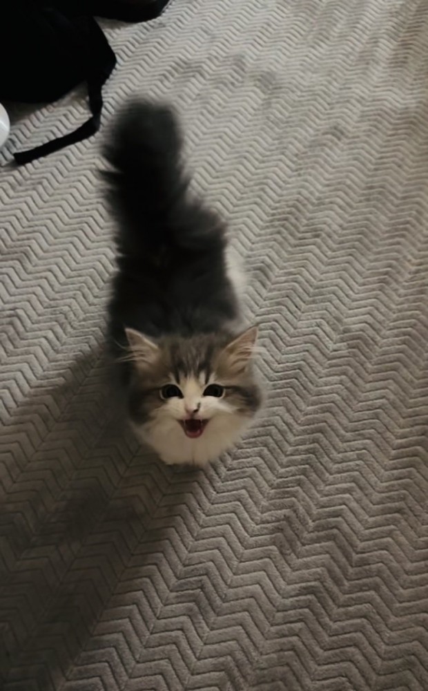 ママさんの呼び掛けに返事する子猫