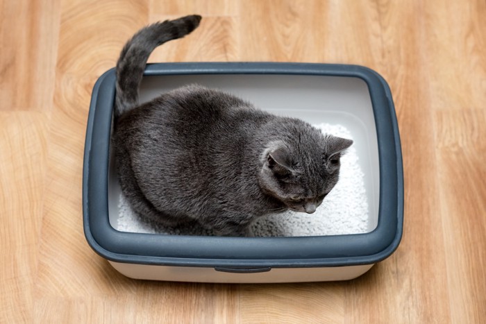 猫用トイレの中に入っているロシアンブルー