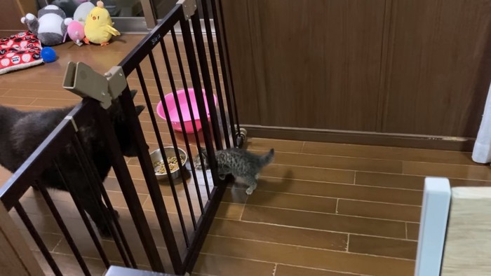 サークルを通り抜けようとする子猫とそれを見る犬