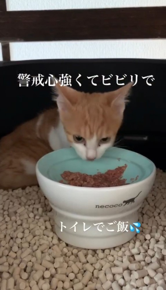 ごはんを食べる子猫