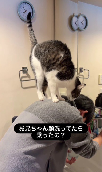 男の子の背中に乗っている猫