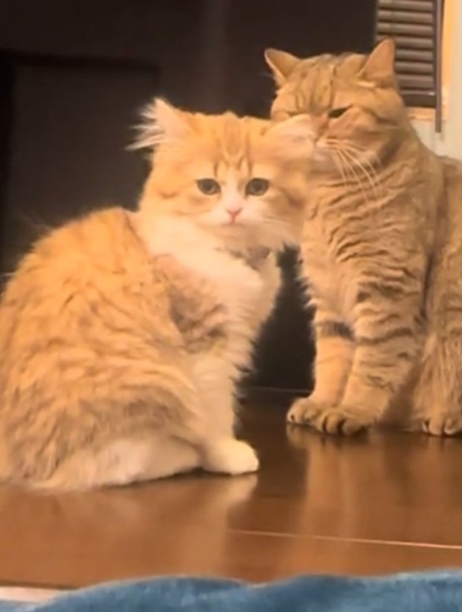 しょんぼりする猫