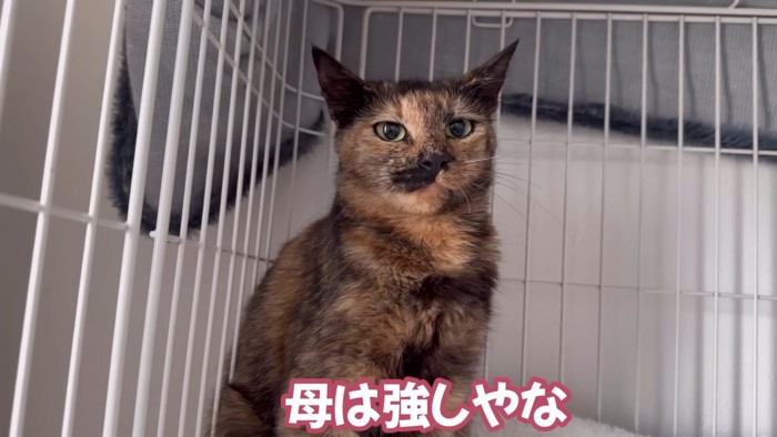 座るサビ猫