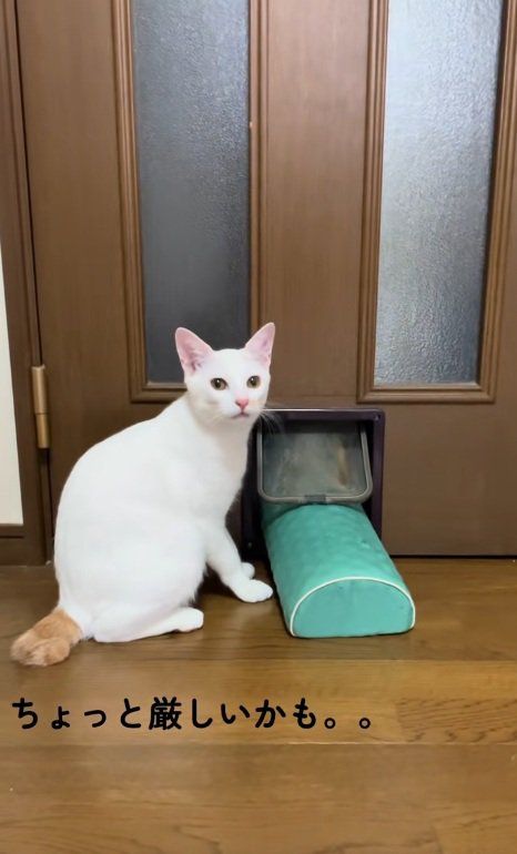 猫用通路に枕が通らずに困る猫