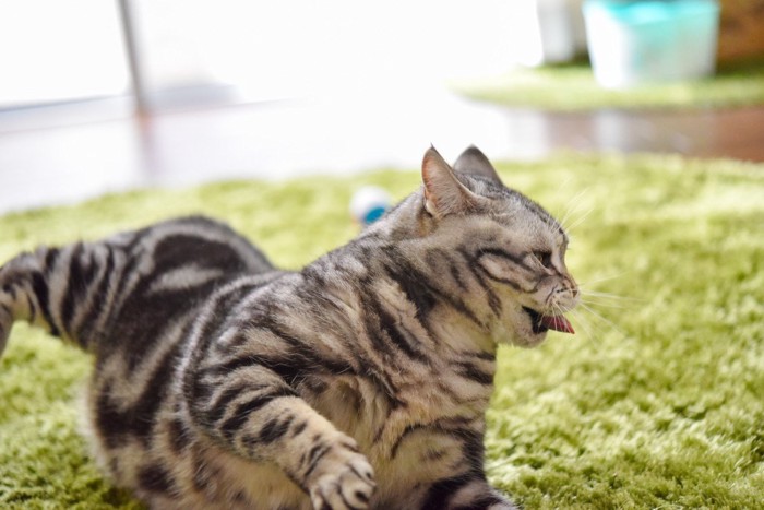 室内で走り回る猫