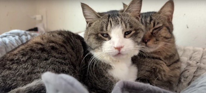 2匹の猫