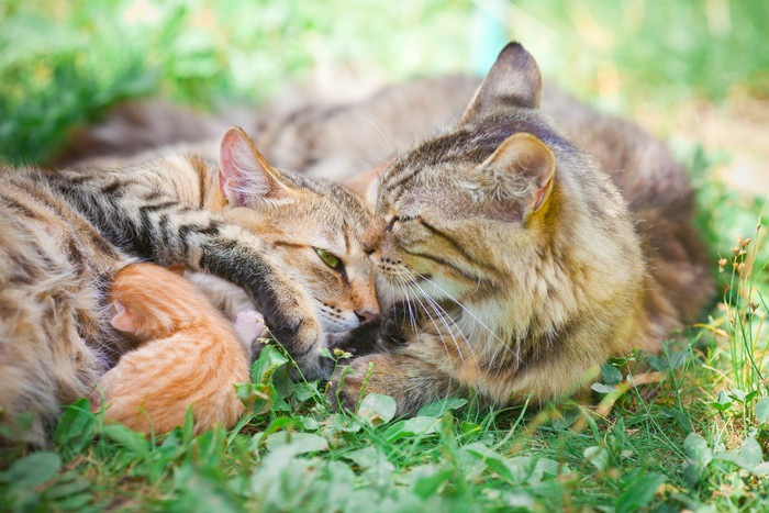 草の上の父猫と母猫と子猫