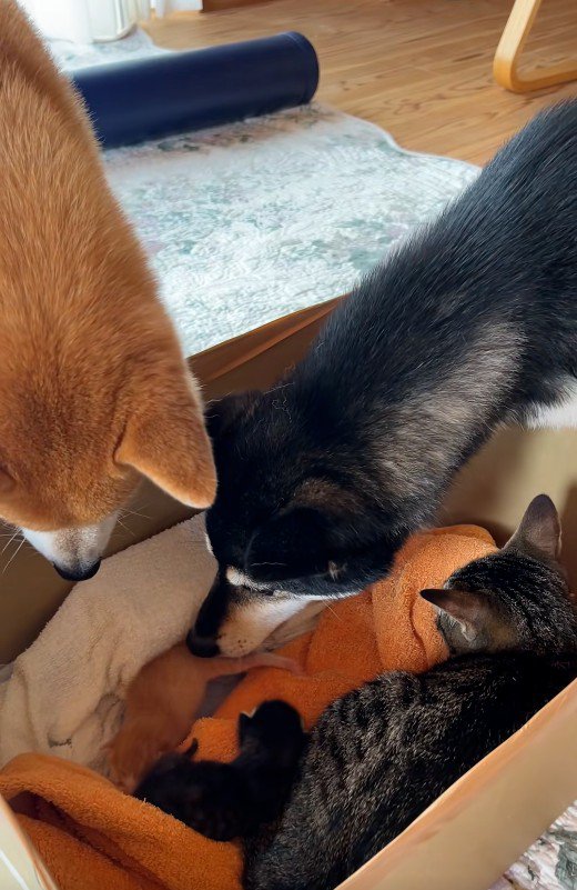 子猫を見守る犬と猫