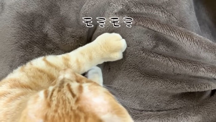 茶トラ猫5
