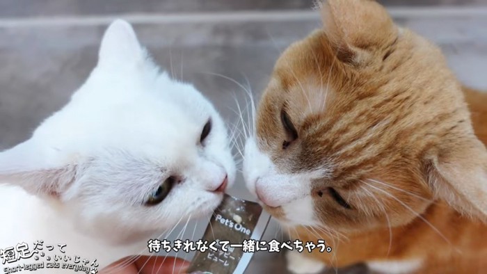 白猫と茶色の猫