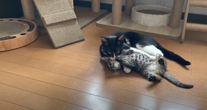 じゃれる成猫と子猫