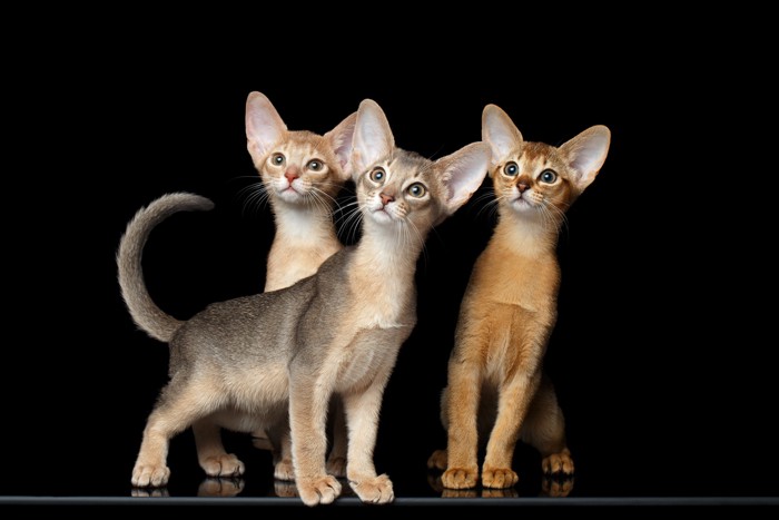 毛色が異なる3頭のアビシニアンの子猫が並んでいる様子