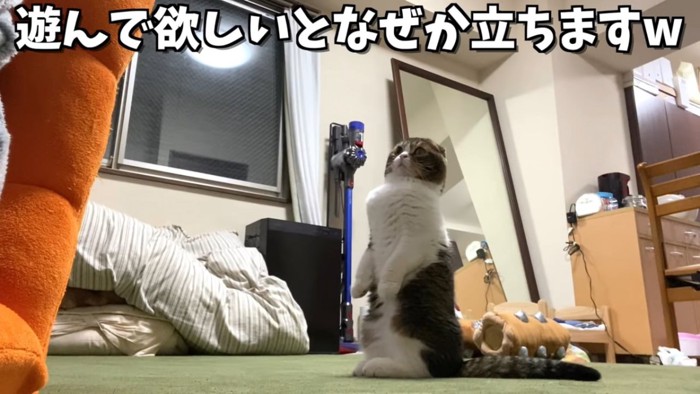 後ろ足で立つ猫