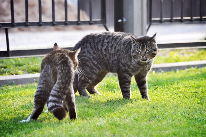 猫同士で見つめ合う猫